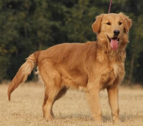 最受欢迎的六种中型犬,十种最省心的中型犬