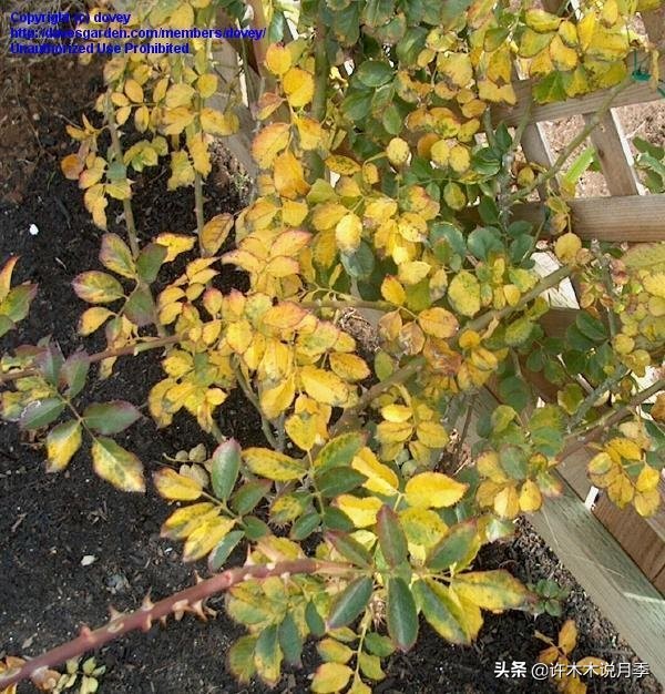 月季芽点都枯了月季还能活吗,月季枯萎了还能救活吗