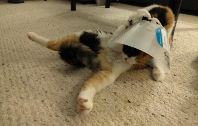 伊丽莎白圈猫咪,伊丽莎白圈有危险吗