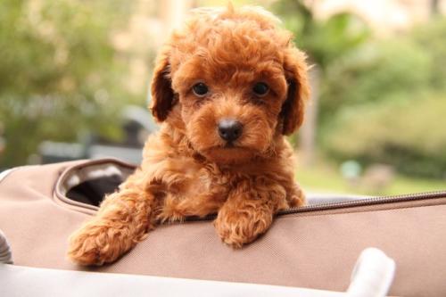 长毛犬推荐公的还是母的,新手怎么选宠物狗小型犬