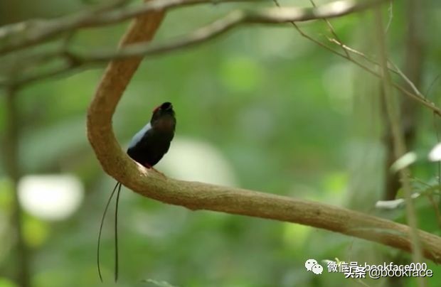 你这个坏怂，尽显渣之本色