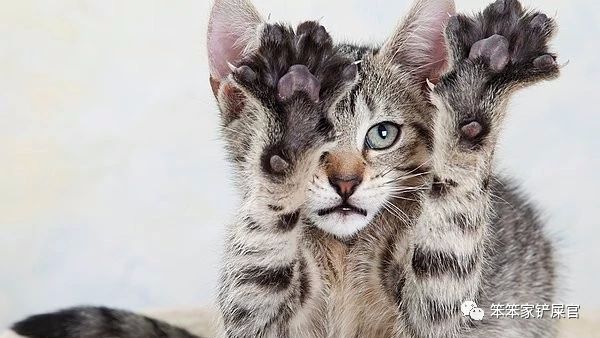 被猫抓了怎么办？：与其担心狂犬病，不如先处理伤口，避免猫爪热