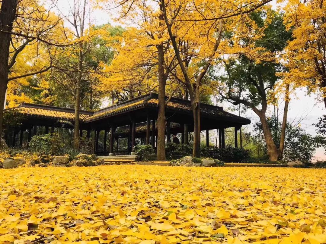 新一波冷空气在路上！何时降温？明早天气有变化，开车到这些路段千万注意！“金秋”原来不仅指颜色...