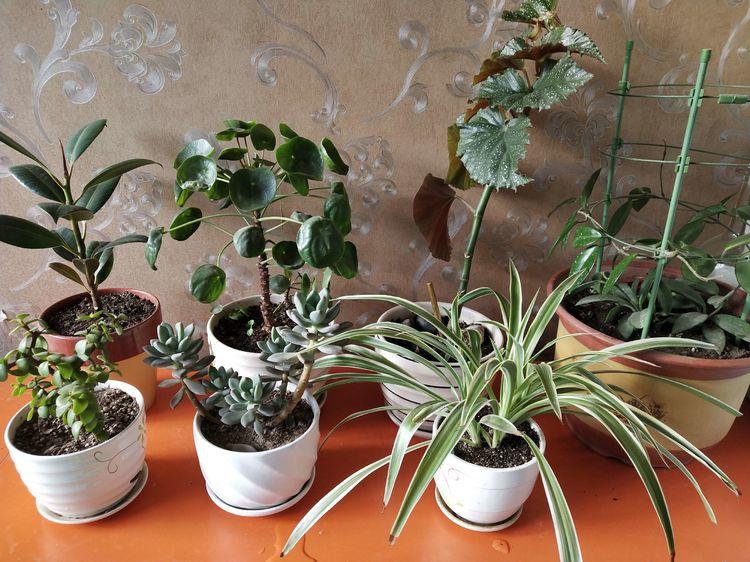 出远门2个月植物怎么浇水,外出两个月绿植怎么浇水