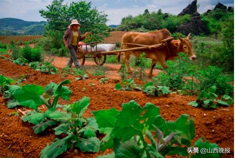 香甜的雪莲果,好吃的雪莲果哪里找