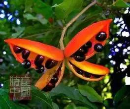 世界稀奇水果品种大全,世界热带奇特水果品种介绍