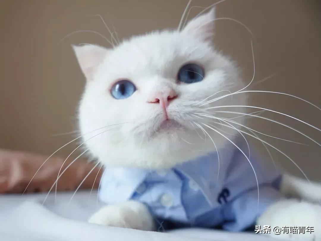 听说给猫起名越贱越好养活,科普给猫起名