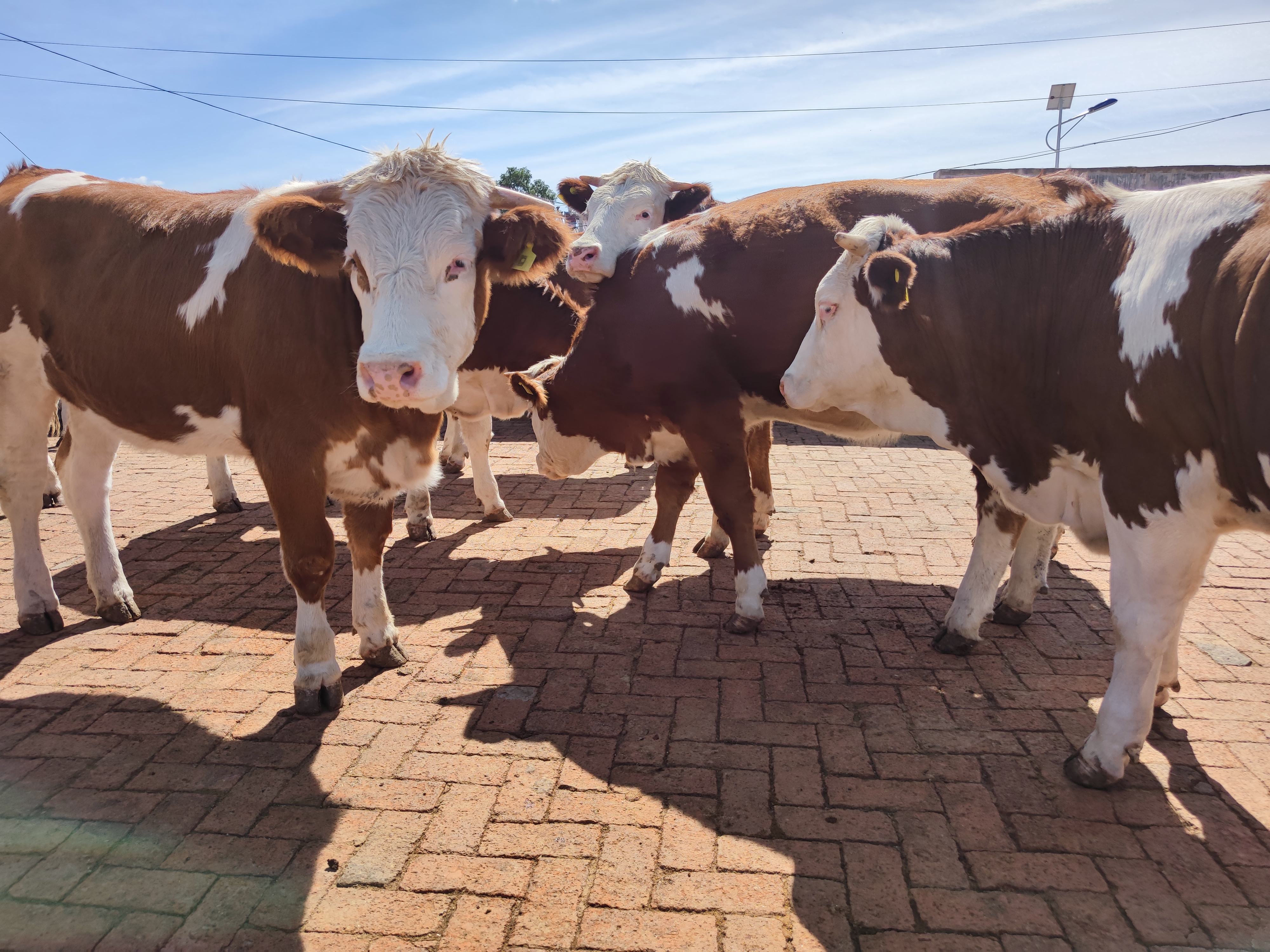 牛的行情啥时候能好转,牛的价格下跌是什么原因