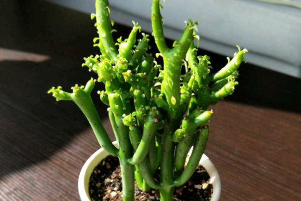 光棍树怎么养好看,光棍树怎么养好看视频