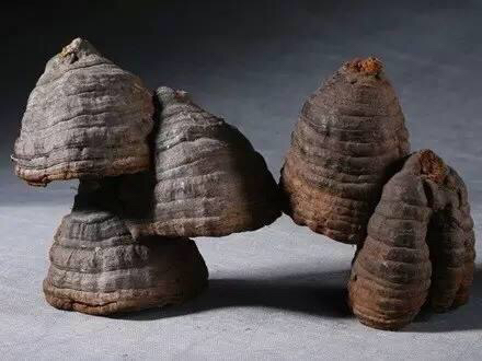 桦菌芝和桦树茸是同一种药材吗,桦菌芝有毒吗