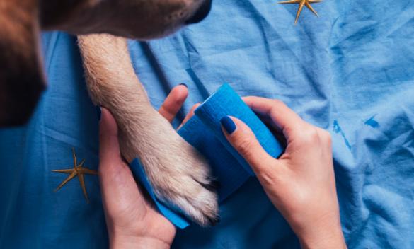 戈赞：狗狗被别的狗咬伤了需要怎么处理戈赞教你三招搞定哦