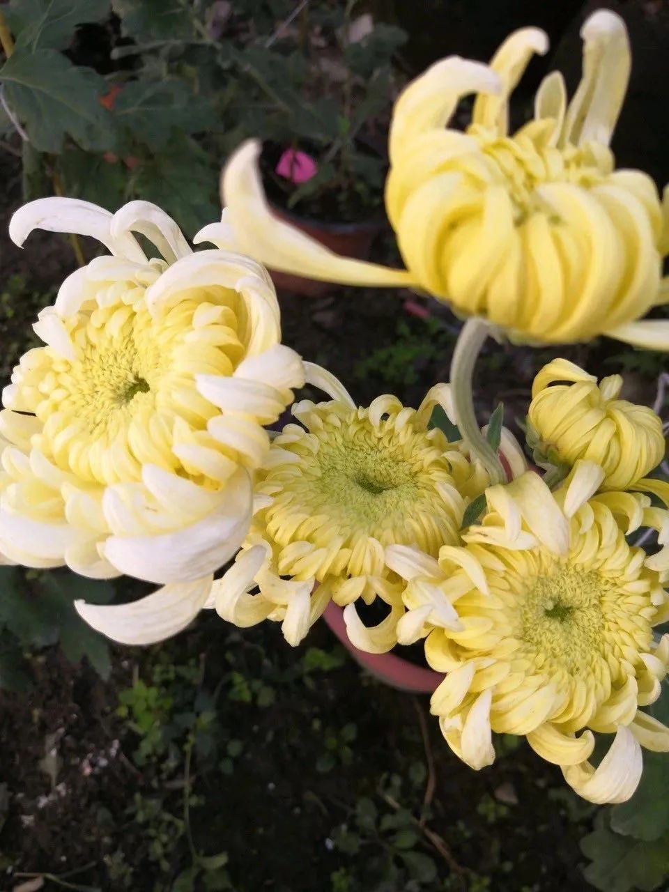 养花人最值得养的十二种花，一种花一种风华，你家养了几种？