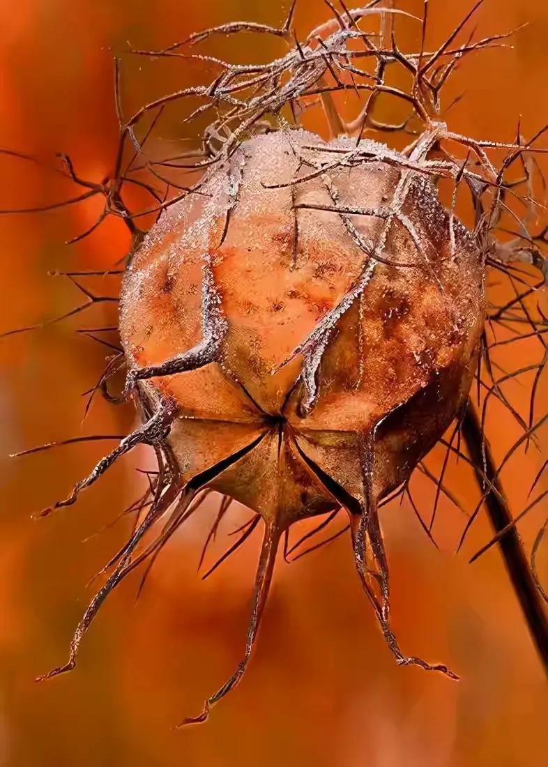 世界十大珍贵的植物图片,世界上罕见的名贵植物图片