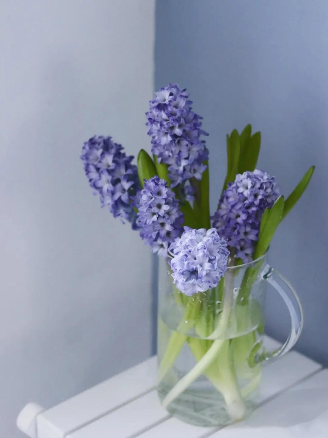 风信子花养护管理,风信子养护温度