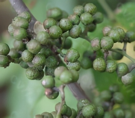 「创澳分享」荟香科主要种属有哪些