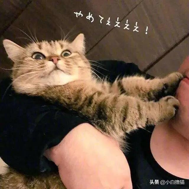 不要随便亲猫的后果,强行亲猫