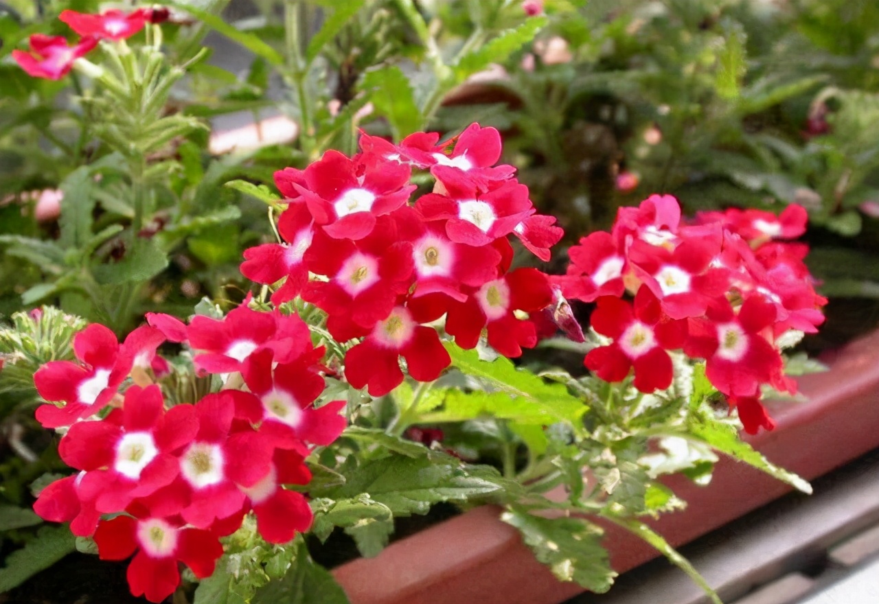 这些花“好看又好养”，不怕高温不怕晒，适合新手夏天养