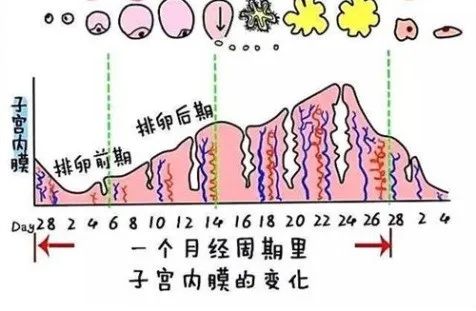 大姨妈知识科普,大姨妈知道的知识