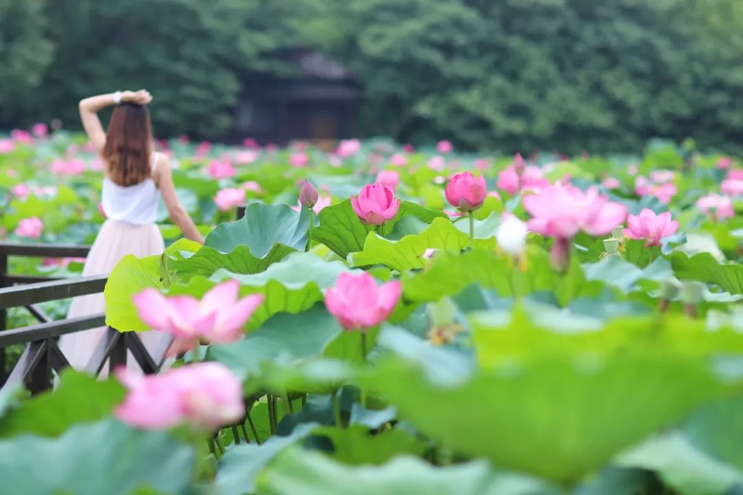 沙家浜旅游民宿有哪些,三月最适合去的最美民宿