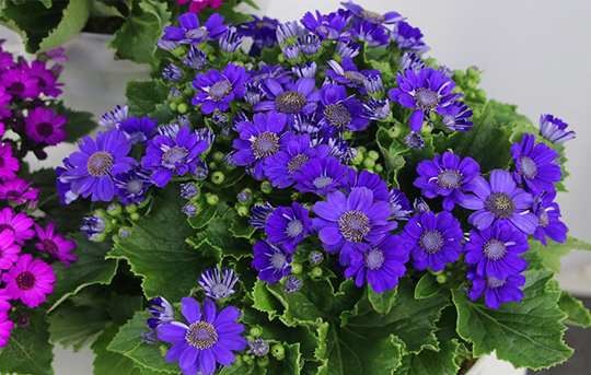 瓜叶菊花的养护方法,瓜叶菊开完花如何养护