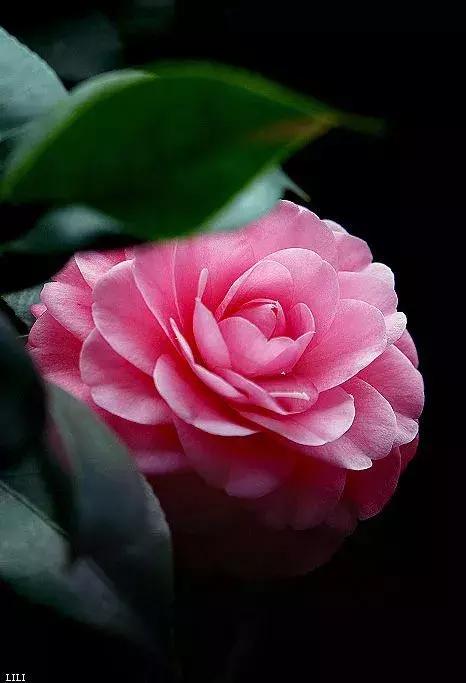 真正的中国十大名花,中国十大名花超漂亮