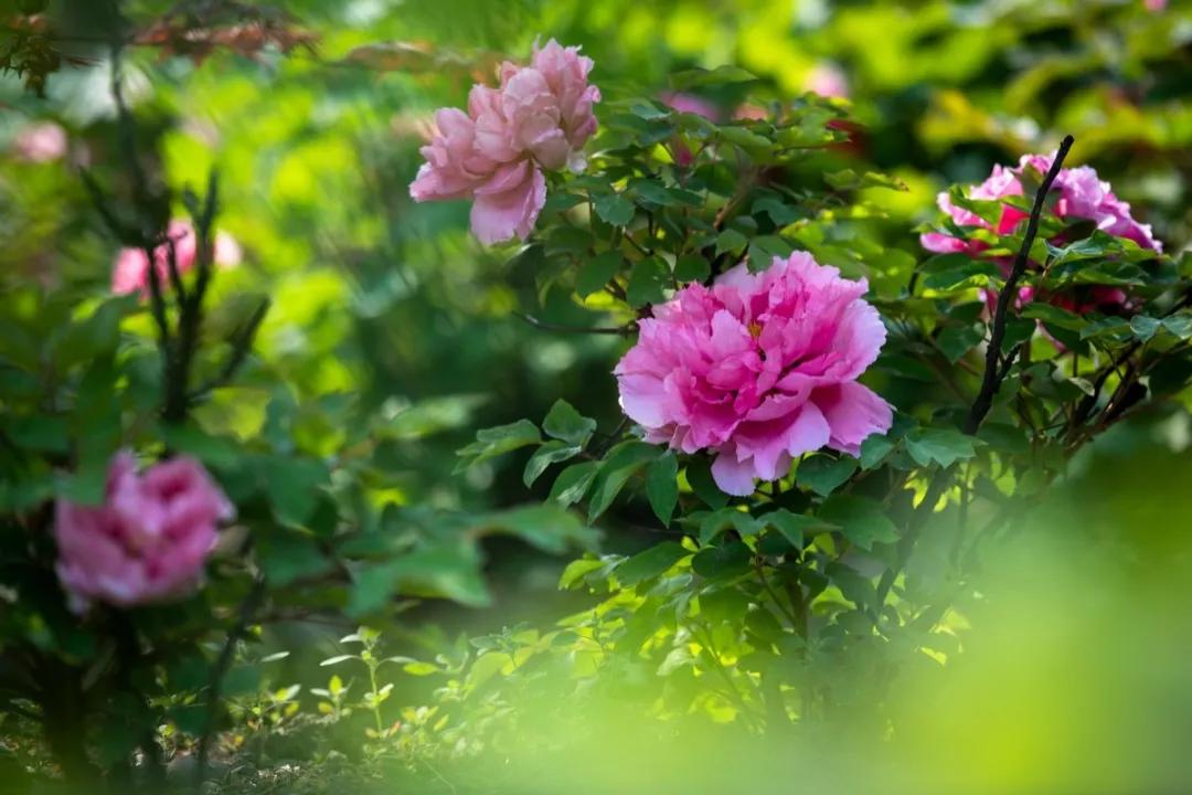 牡丹花开惹人醉鸟语花香,牡丹花开国色天香惹人醉