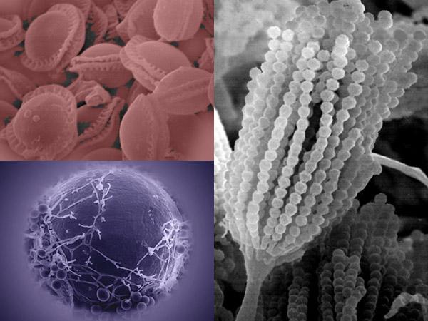 国际空间站“长毛”了，成为超强霉菌的家园，为何难以清除？