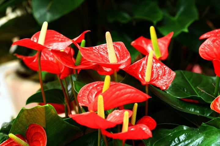 小盆植物中最会吸甲醛的是哪种,吸甲醛最好的植物哪种排名第一