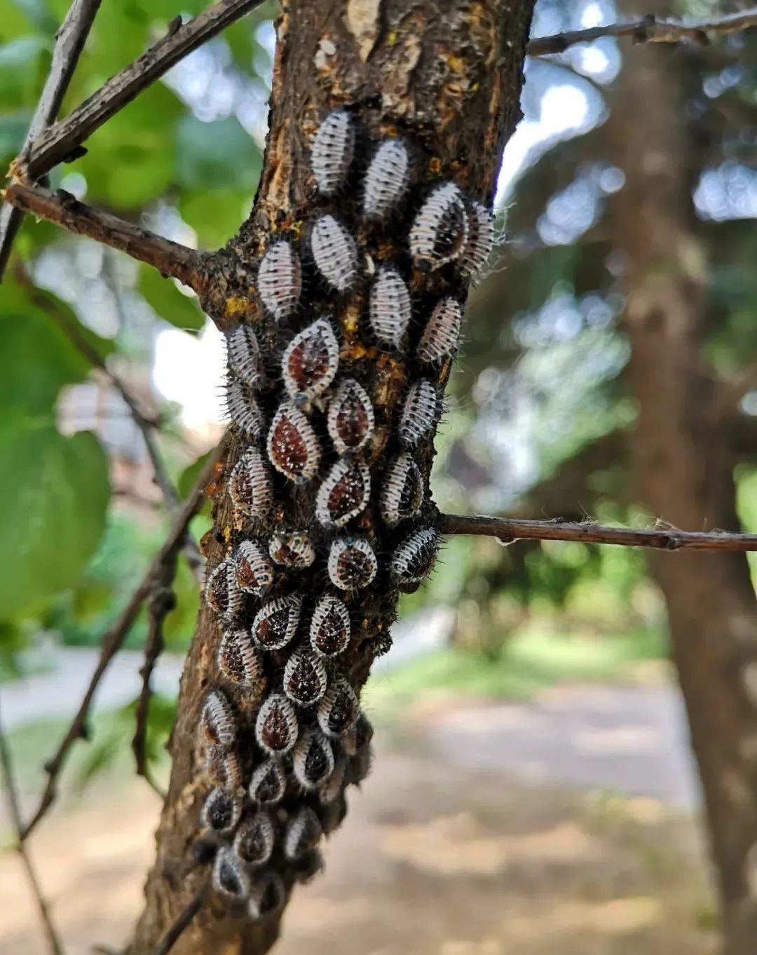 园子里的昆虫有多少,花园里的小动物哪些是昆虫