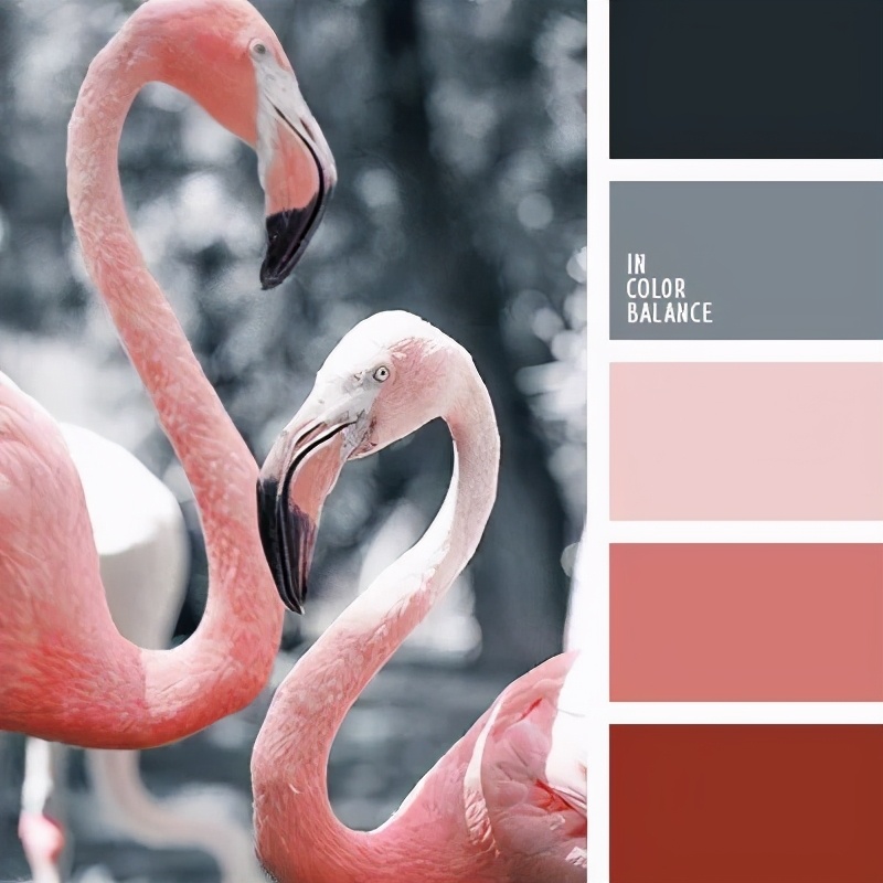 动物配色大全视频,配色的设计灵感