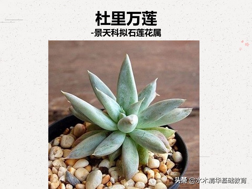 梦幻女王多肉植物百科图谱,原产地多肉植物图谱pdf