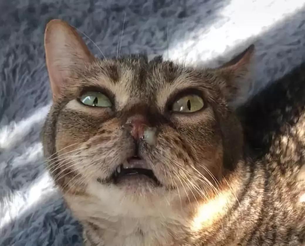 我们家猫真的很弱智怎么办,猫为什么又蠢又自以为是