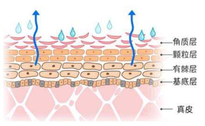 如何敷海藻面膜效果最好,海藻面膜怎么敷脸上效果最好的