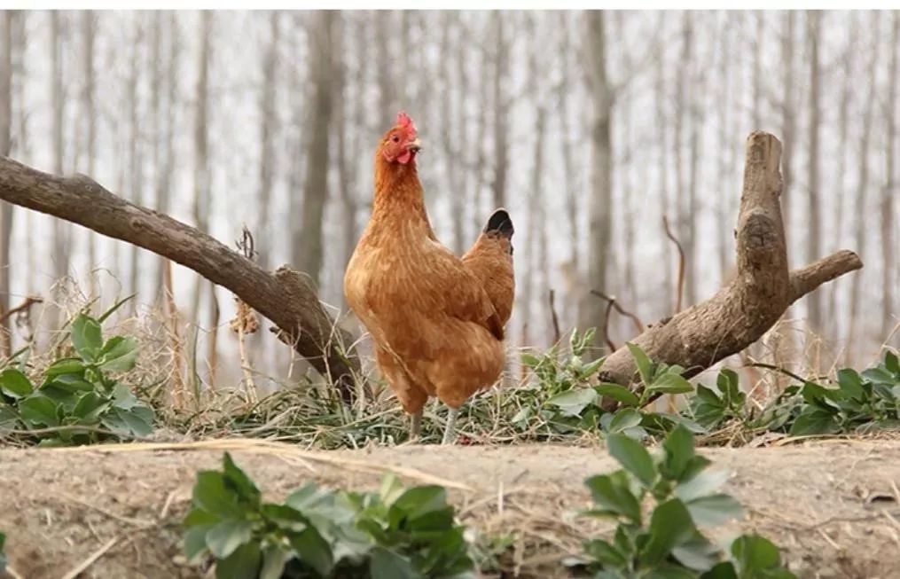 我在农村做代购：自购4万只小鸡送村民被骂“傻瓜”，现年销700万