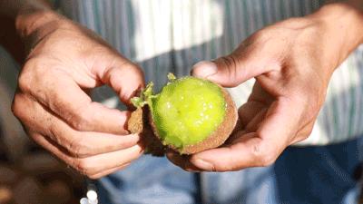 猕猴桃催熟不当会有什么后果,为什么红心猕猴桃不用催熟