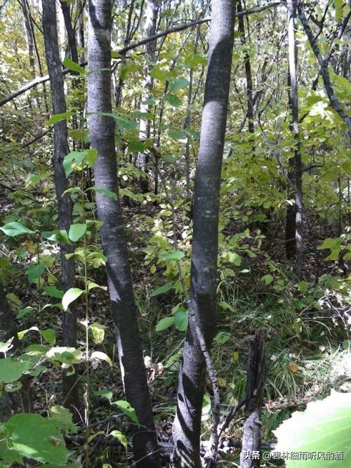 卜奎故事,卜奎史话