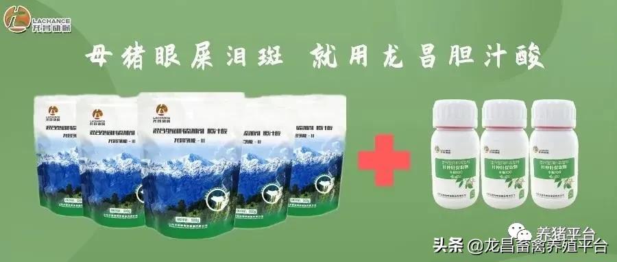 母猪产弱仔多的原因及解决方法,母猪各阶段的生理特点及管理