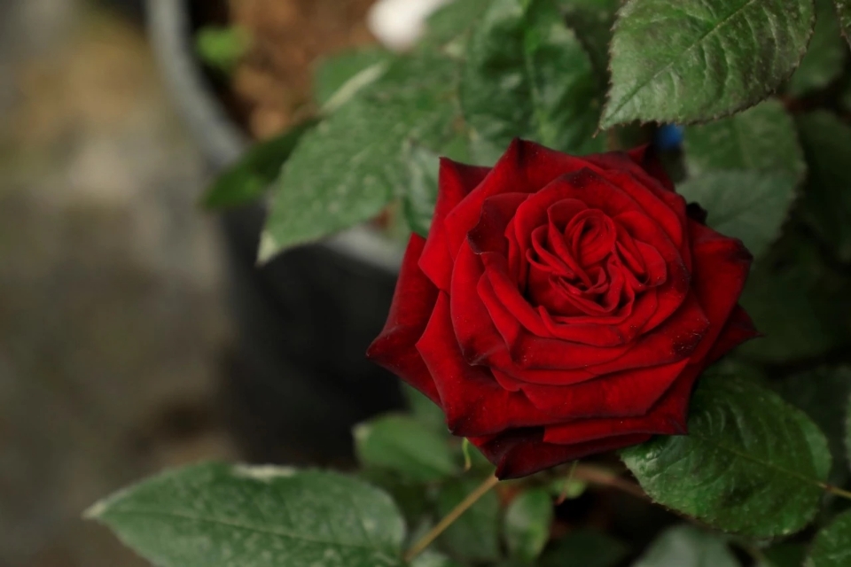 红的月季花,红的发黑玫瑰品种