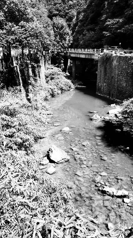 樱花死亡的故事,樱花死亡原因分析