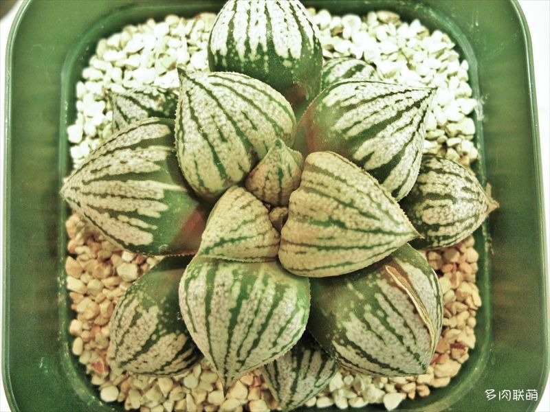 多肉玉露寿的品种图鉴,日本十大耐阴多肉