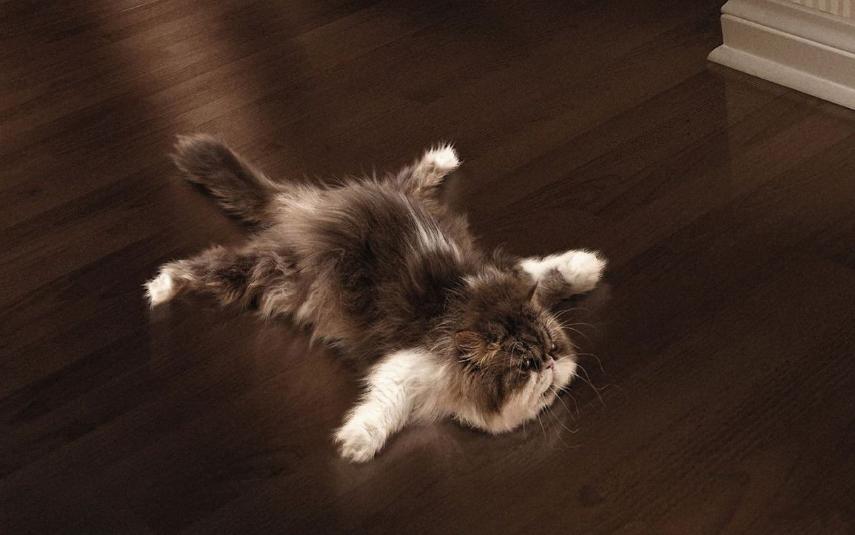 猫包有必要买侧开门的嘛,猫包是必备吗