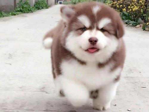 养阿拉斯加新手需要注意些什么,养阿拉斯加开销大吗