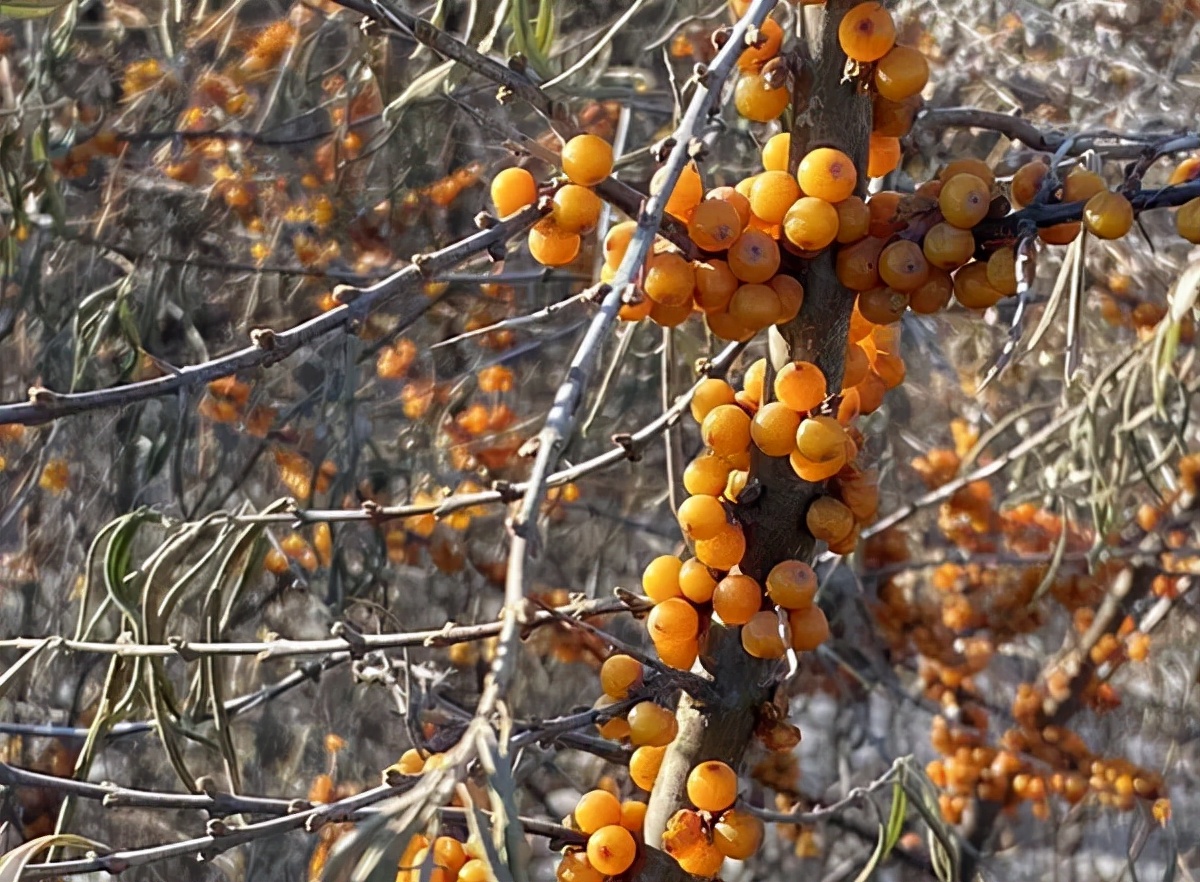 2022年苗木行情会转好吗,2022年苗木行情好不好