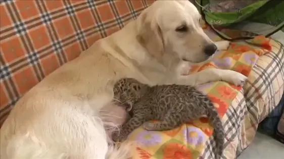 跨越种族的母爱小狗和小猫,跨越种族的母爱狗狗救小猫