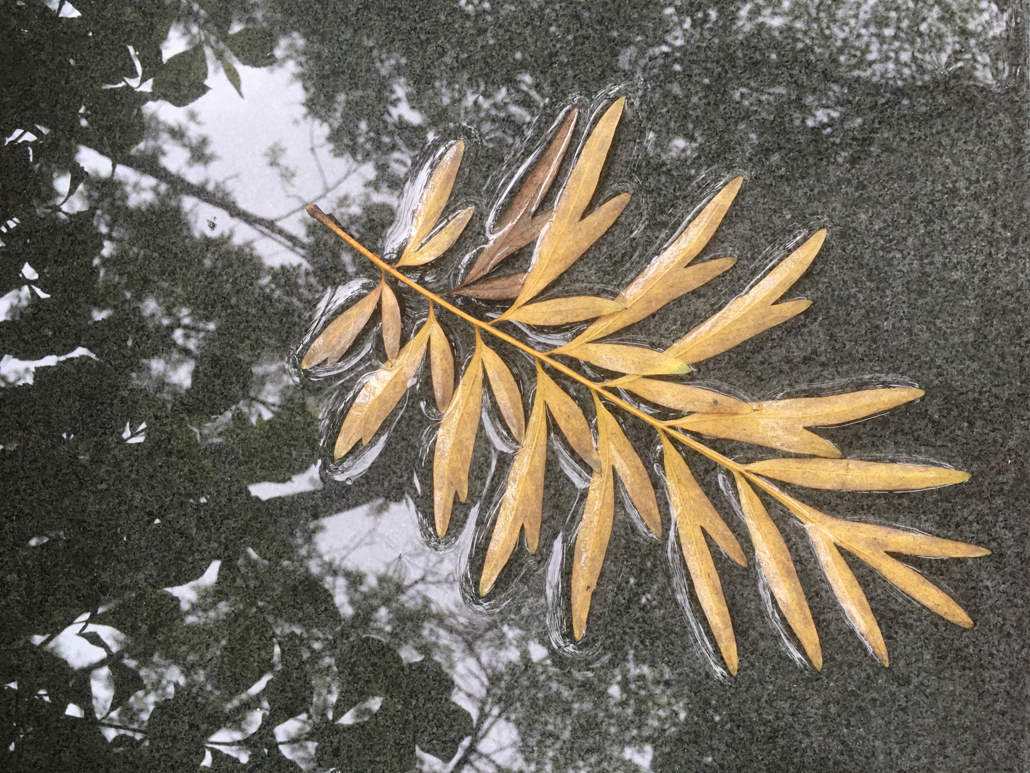 夏日的下雨天最适合游泳,夏日的午后突然下雨