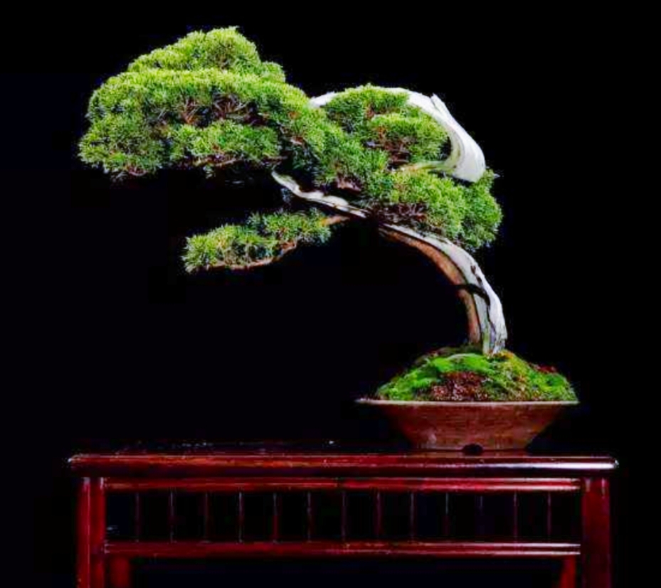 柏树舍利干涂石硫合剂多久涂一次,柏树盆景剥舍利干方法