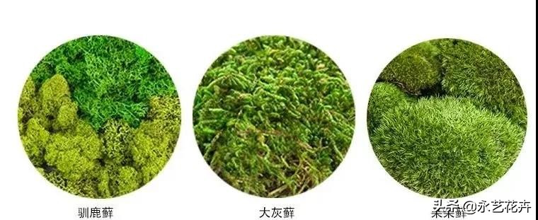 永生花苔藓植物墙,永生苔藓的价格