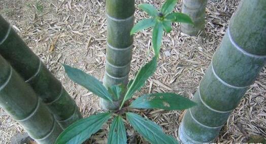 最近竹林发现的野草,竹林里常见的野草