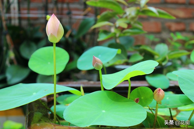 碗莲一大盆种几棵最合适,小盆怎么种碗莲