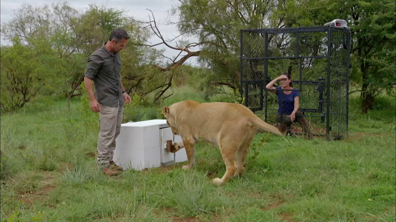 猫科动物辟谣,狮子老虎和猫智力差距